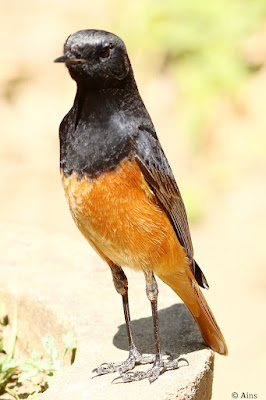 "Black Redstart - Phoenicurus ochruros perched on garden floor,displaying dark plumage with contrasting orange-red tail feathers. Winter common migrant to Mount Abu."