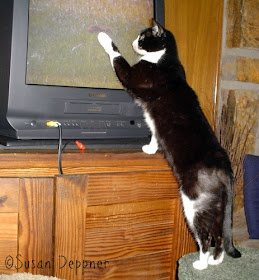 Beware! Bored cats will try to capture the birds and other animals they see on these action movies made just for them!
