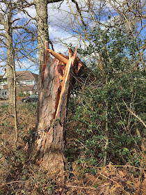 Scots Pine blown over by storm Katie at the edge of Woodland Way in Spring Park.  28 March 2016.