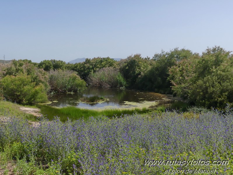 Laguna de Fuente de Piedra y Lagunas de Campillos