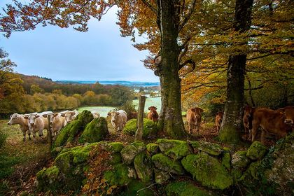 Limousin cows, creuse,