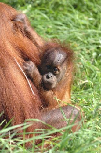 Introduction To Durrell Wildlife Conservation Trust