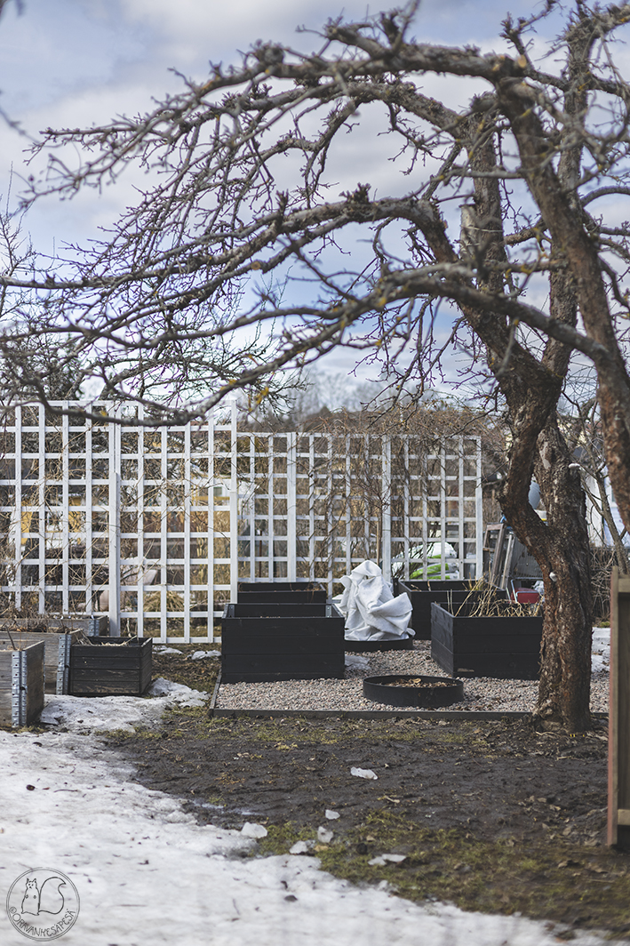 Oravankesäpesä siirtolapuutarha lavankaulus kasvatuslava kasvatuslaatikko Kekkilä potager lumi omenapuu köynnöstuki