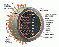 swine flu