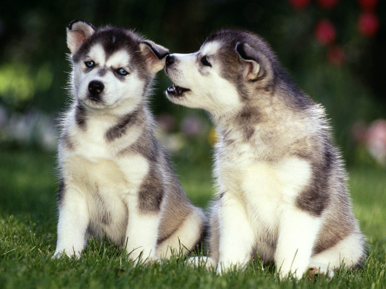 Cute Puppy Dogs Siberian Husky Puppies Puppy