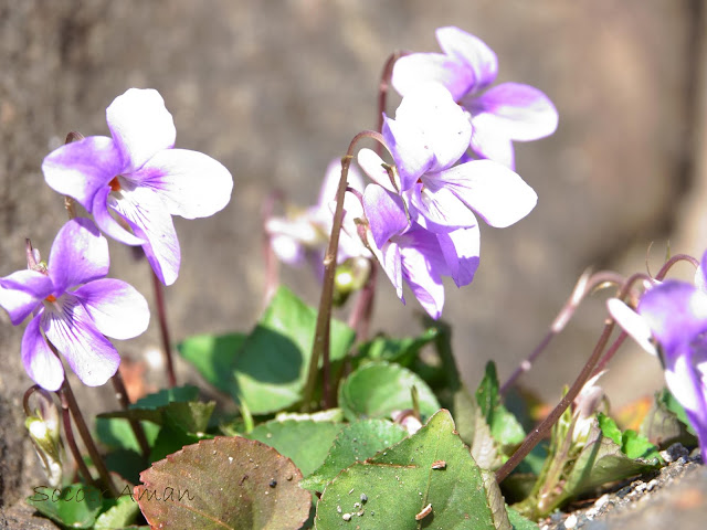 Viola grypoceras