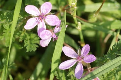 Gewone Reigersbek - Reagersbek - Erodium cicutarium