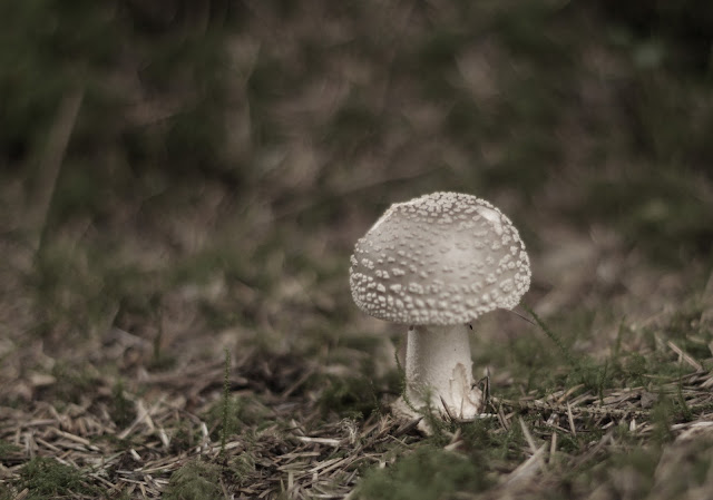 fungi on the forest floor