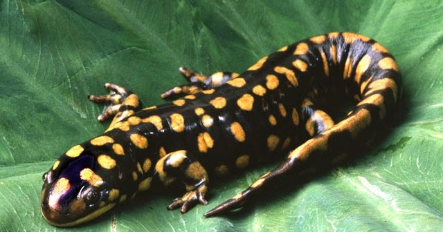 Apa Itu Salamander  Tentang Amfibi
