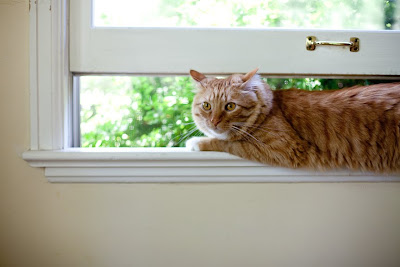 a cat sits in a window sill