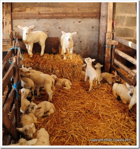 Sheep 378