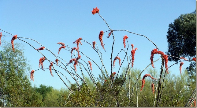 ocotillo 4-16-2012 8-58-08 AM 3616x1982