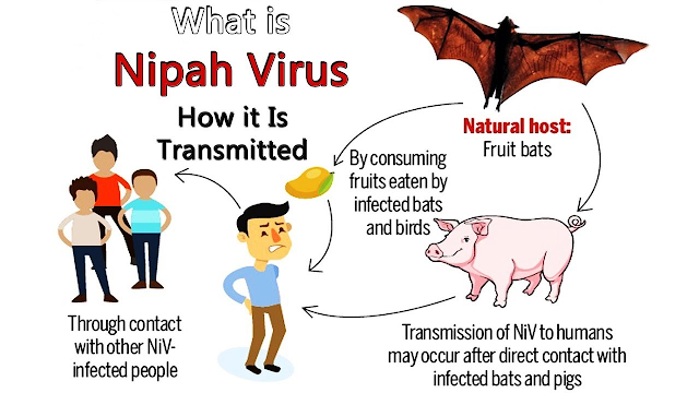 Nipah Virus and Bats-Unraveling the Connection