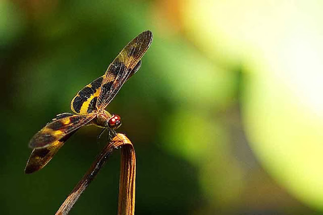 black and gold dragonfly