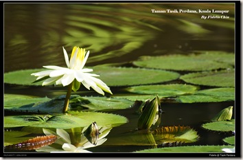 tasik perdana6