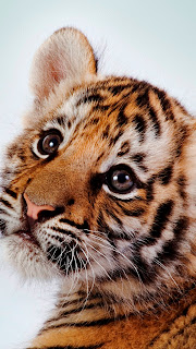 Best HD Tiger Cubs Wallpapers for iPhone 5