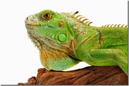 iguana