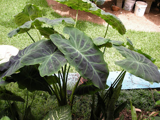 Colocasia esculenta var. antiquorum 'Illustris'