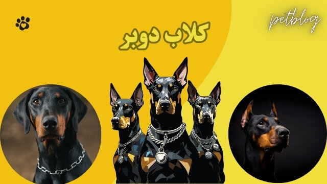 دليل شراء كلب دوبر المثالي: 7 نصائح لتحقيق النجاح