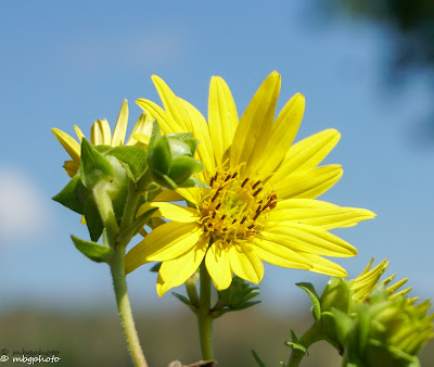 Yellow Flower against Blue Sky