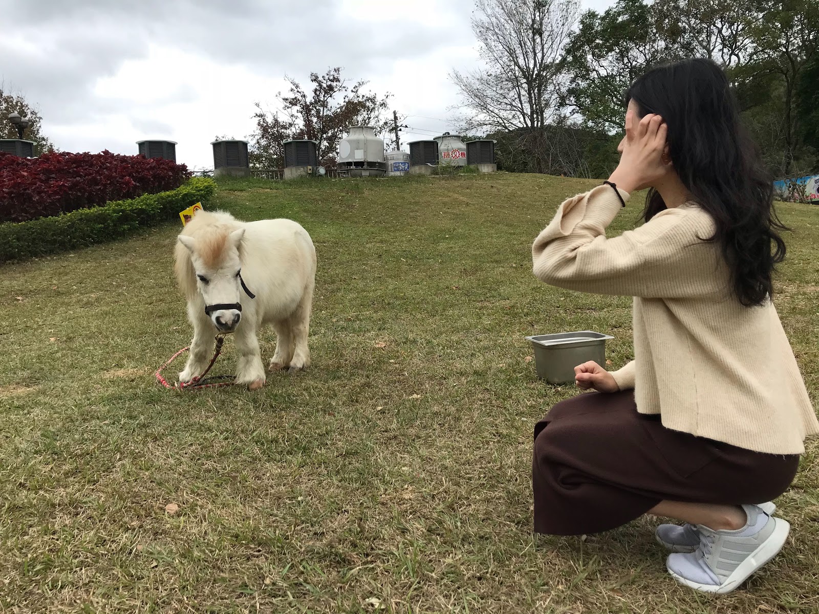 日新島寵物 迷你馬