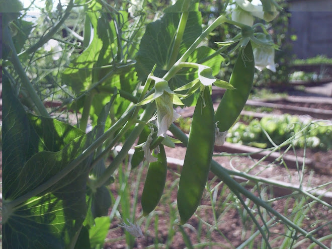 Pea's