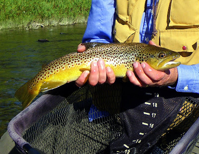 Big Hole River Trout