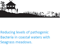 http://sciencythoughts.blogspot.co.uk/2017/02/reducing-levels-of-pathogenic-bacteria.html