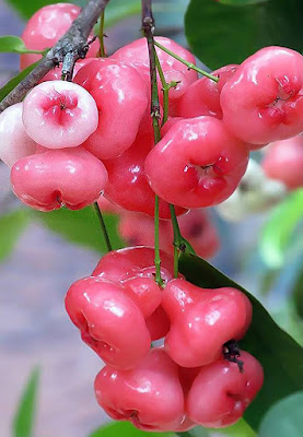 ஜாம்பைக்காய் Jambaikai fruit in Kanyakumari District