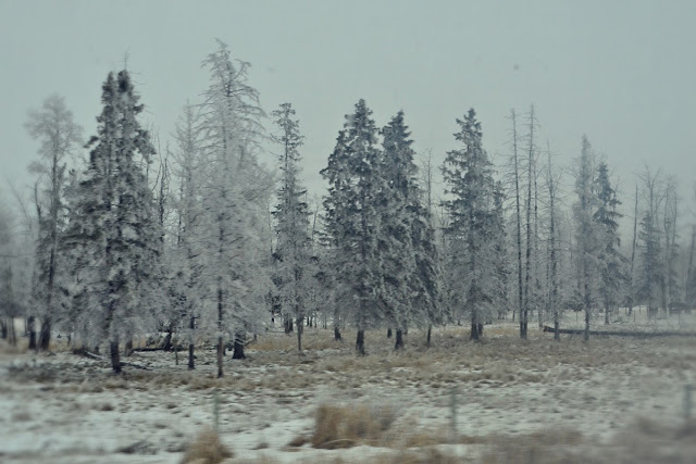 frost, trees, boreal forest, animism, cohanmagazine.blogspot.com