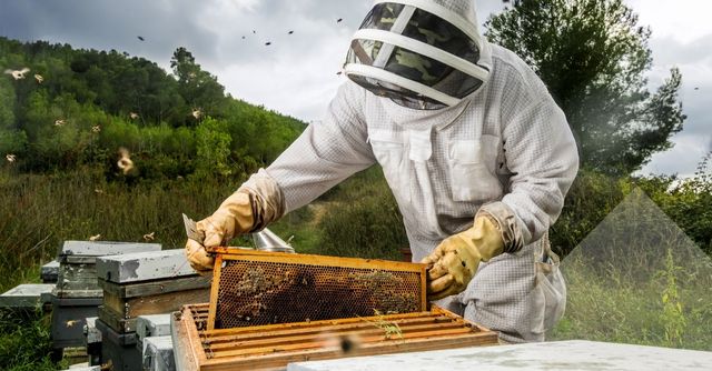 4 Sugerencias Para Generar Ingresos en Apicultura a Corto Plazo