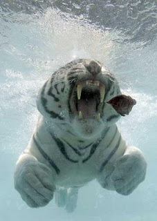 tiger underwater picture