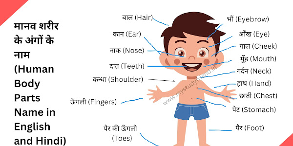 100 मानव शरीर के अंगों के नाम हिंदी व  इंग्लिश में (Human Body Parts Name in English and Hindi)