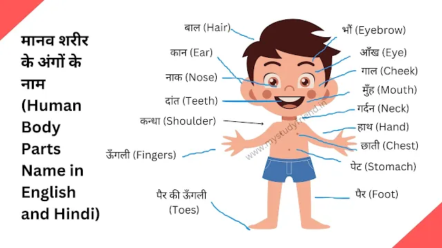 100 मानव शरीर के अंगों के नाम हिंदी व  इंग्लिश में - Human Body Parts Name in English and Hindi