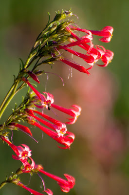 Fairy Trumpet