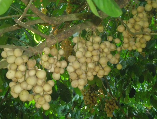 Cara Menanam Tanaman Duku Agar Berbuah Lebat  -Petani TOP-