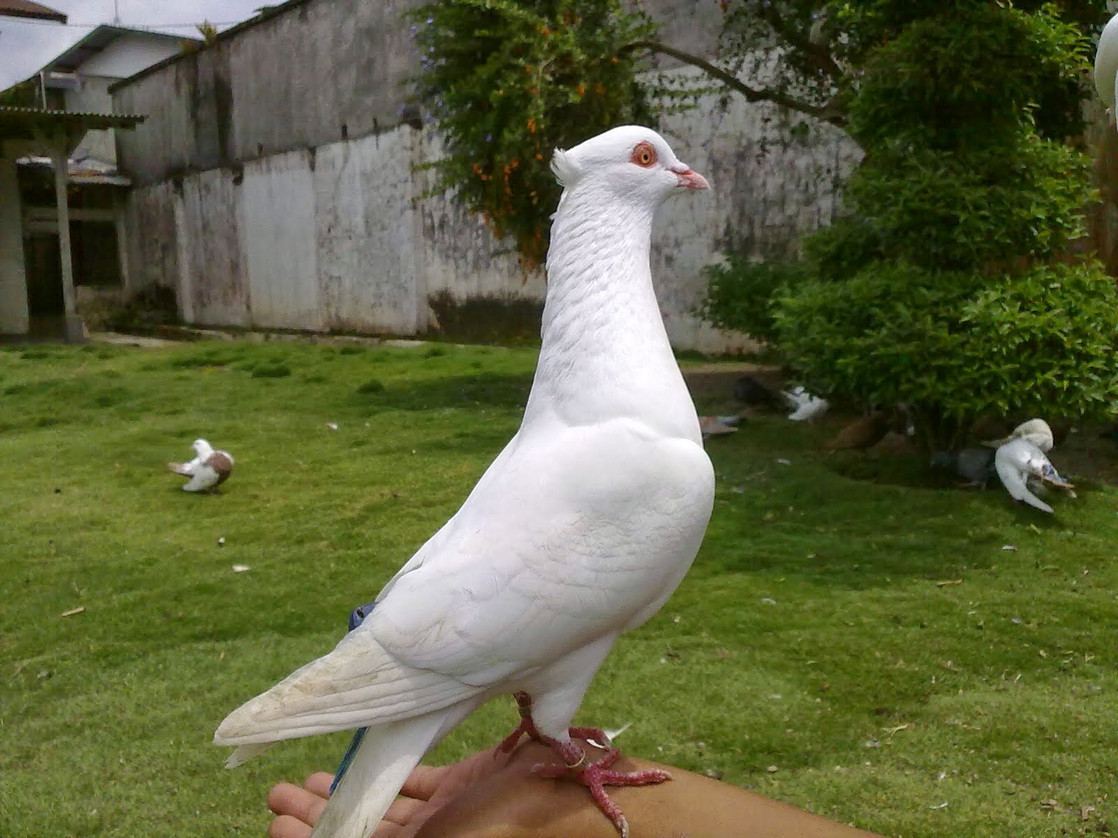 Burung merpati