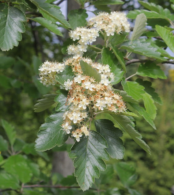 Рябина промежуточная (Sorbus intermedia)