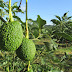 Colombia exportará aguacate 'Hass' a China 