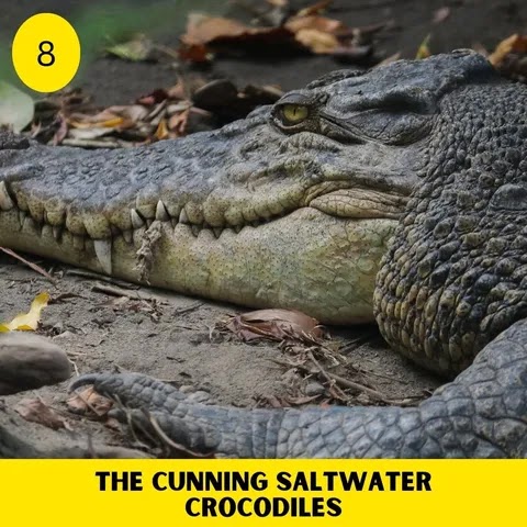The Cunning Saltwater Crocodiles