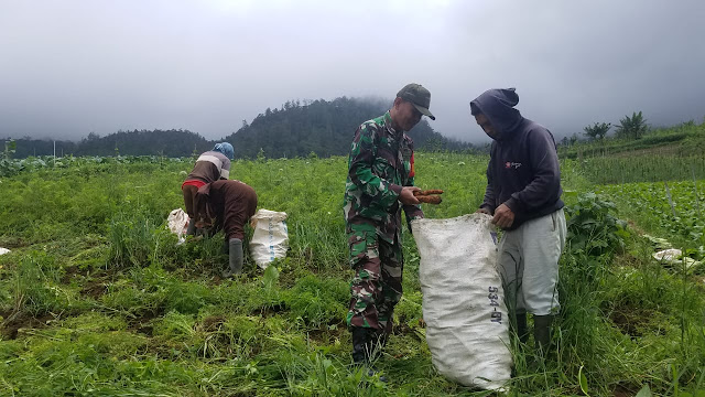 KodimKaranganyar – Semangat Babinsa Kepada Petani Sayur