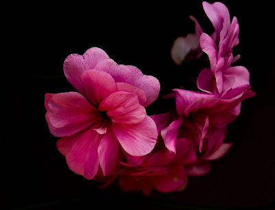 Pink Flower in Mukteshwar