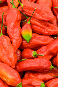 Bhut Jolokia chili rasta colour chili