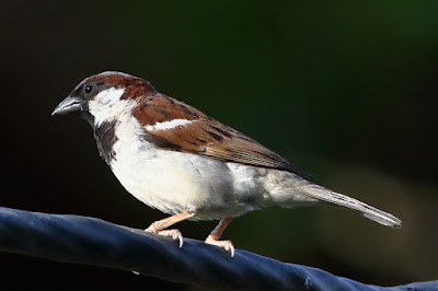 House Sparrow