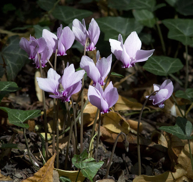 Cyclamen hederifolium.  Harvington Estate, 8 August 2011.