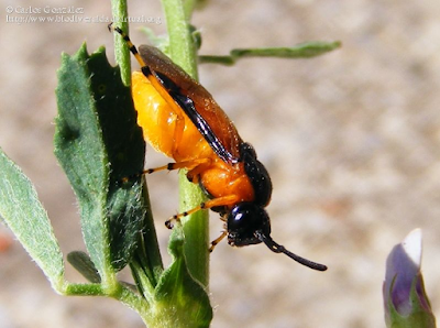 http://www.biodiversidadvirtual.org/insectarium/Arge-ochropus-%28GMELIN-1790%29-img523123.html