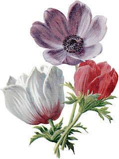 A Lush Red and White Anemones Botanical Graphic