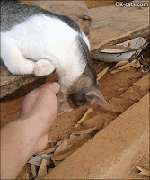 Scary Cat GIF • Coma nap! Cat sleeping very deeply. Man drops cat head to see it flop down with its entire weight!