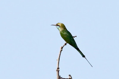 Green Bee-eater