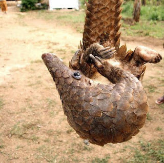 Funny Pangolin